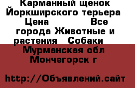 Карманный щенок Йоркширского терьера › Цена ­ 30 000 - Все города Животные и растения » Собаки   . Мурманская обл.,Мончегорск г.